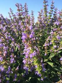 N. 1 (one) temporary position for 36 months* as Fourth band Researcher (R4), part time (24/38 hours), in the field of medicinal and aromatic plant b...
