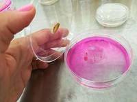 N. 1 (una) posizione a tempo determinato per nr. 36 mesi di Tecnologo/Sperimentatore di quarto livello nel settore della Diagnostica fitopatologica...