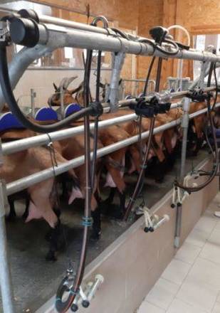 N. 1 (una) posizione a tempo indeterminato di Tecnologo sperimentatore di quarto livello (T4) per attività veterinaria nel settore dell’allevamen...