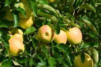 N. 1 (uno) posizione a tempo indeterminato di Addetto specialista di terzo livello nel settore dell’agricoltura biologica con esperienza nell’am...