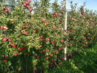 Tecnologo di quarto livello nel settore della sperimentazione in frutticoltura e nel miglioramento genetico del melo - Selezione per la formazione d...