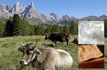 Laureata/o in Ingegneria per l’ambiente e il territorio con preferenziale esperienza nel settore della agricoltura di montagna (144_CTT_SAM) - sca...