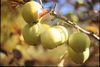 Post Doc in “Evolutionary Genomics of insect vectors of apple disease” (151_CRI_IVAD) - deadline June 22, 2014