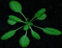Post Doc in Synthetic Biology of Photosynthesis (138_CRI_SPM) - deadline October 20, 2013