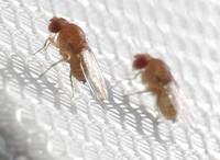 Technician for the development of models to forecast population dynamics of Drosophila suzukii (137_CRI_FPD) - deadline October 13, 2013