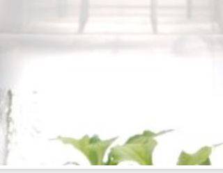 Technologist for apple, soft fruit transformation and in vitro culture (146_CRI_TVC) - deadline February 20, 2014