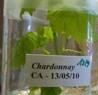 Technologist in the field of grapevine genetic improvement (145_CRI_GGI) - deadline December 31, 2013